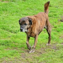 IVOR, Hund, Mischlingshund in Griechenland - Bild 40