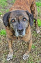 IVOR, Hund, Mischlingshund in Griechenland - Bild 41