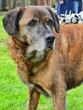 IVOR, Hund, Mischlingshund in Griechenland - Bild 42