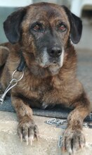 IVOR, Hund, Mischlingshund in Griechenland - Bild 7