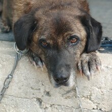 IVOR, Hund, Mischlingshund in Griechenland - Bild 8