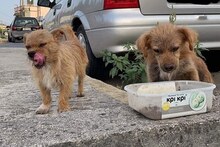 KARL, Hund, Mischlingshund in Griechenland - Bild 17