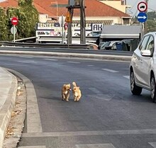 KARL, Hund, Mischlingshund in Griechenland - Bild 18
