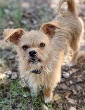 KARL, Hund, Mischlingshund in Griechenland - Bild 9