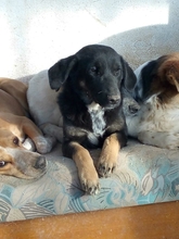 YOLA, Hund, Mischlingshund in Griechenland - Bild 4