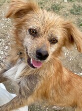 THEODOR, Hund, Mischlingshund in Griechenland - Bild 12