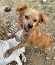 THEODOR, Hund, Mischlingshund in Griechenland - Bild 14