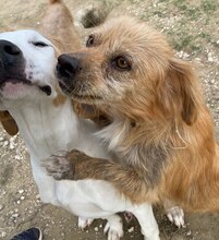 THEODOR, Hund, Mischlingshund in Griechenland - Bild 15