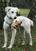 CEDRIC, Hund, Mischlingshund in Ratingen - Bild 10