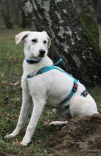 CEDRIC, Hund, Mischlingshund in Ratingen - Bild 13