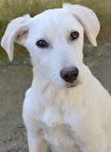 CEDRIC, Hund, Mischlingshund in Ratingen - Bild 15