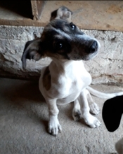 YUNA, Hund, Mischlingshund in Aerzen - Bild 9