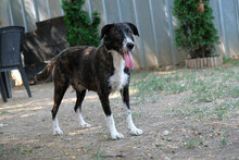 MAAMA, Hund, Mischlingshund in Bulgarien - Bild 1