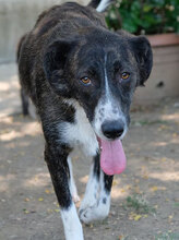 MAAMA, Hund, Mischlingshund in Bulgarien - Bild 2