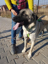 ULPIANA, Hund, Mischlingshund in Bulgarien - Bild 1