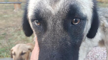 ULPIANA, Hund, Mischlingshund in Bulgarien - Bild 2