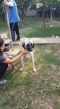 ULPIANA, Hund, Mischlingshund in Bulgarien - Bild 3