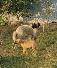 ULPIANA, Hund, Mischlingshund in Bulgarien - Bild 4