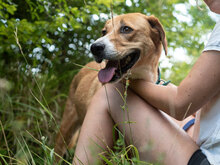 AVI, Hund, Mischlingshund in Bulgarien - Bild 11