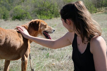 AVI, Hund, Mischlingshund in Bulgarien - Bild 2
