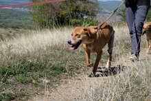 AVI, Hund, Mischlingshund in Bulgarien - Bild 3