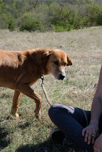 AVI, Hund, Mischlingshund in Bulgarien - Bild 4