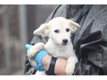 WILLI, Hund, Mischlingshund in Rumänien - Bild 1