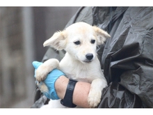 WILLI, Hund, Mischlingshund in Rumänien - Bild 2