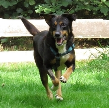 MALINKO, Hund, Mischlingshund in Gnarrenburg - Bild 5