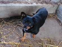 MINIGARI, Hund, Mischlingshund in Kroatien - Bild 1