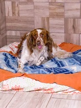 PALERMO, Hund, Mischlingshund in Slowakische Republik - Bild 4