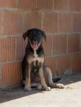 SURI, Hund, Mischlingshund in Kroatien - Bild 2