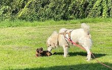 HANNIBAL, Hund, Mischlingshund in Nieheim - Bild 8