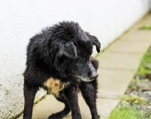 TONI, Hund, Mischlingshund in Baesweiler - Bild 3