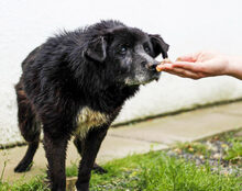 TONI, Hund, Mischlingshund in Baesweiler - Bild 8