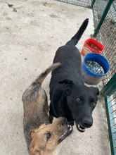 RED, Hund, Mischlingshund in Bulgarien - Bild 10