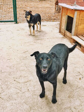 RED, Hund, Mischlingshund in Bulgarien - Bild 2