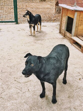 RED, Hund, Mischlingshund in Bulgarien - Bild 3