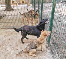 RED, Hund, Mischlingshund in Bulgarien - Bild 5