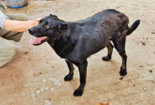 RED, Hund, Mischlingshund in Bulgarien - Bild 6