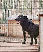 RED, Hund, Mischlingshund in Bulgarien - Bild 7