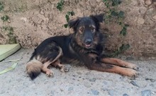 KIRAN, Hund, Mischlingshund in Bulgarien - Bild 1