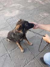 KIRAN, Hund, Mischlingshund in Bulgarien - Bild 3