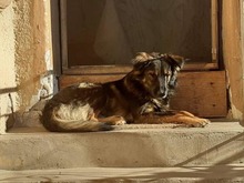 KIRAN, Hund, Mischlingshund in Bulgarien - Bild 4