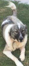 KIONI, Hund, Mischlingshund in Griechenland - Bild 2