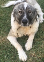KIONI, Hund, Mischlingshund in Griechenland - Bild 3