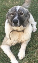 KIONI, Hund, Mischlingshund in Griechenland - Bild 4