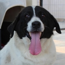 MARIEL, Hund, Mischlingshund in Griechenland - Bild 1