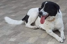 MARIEL, Hund, Mischlingshund in Griechenland - Bild 11