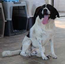 MARIEL, Hund, Mischlingshund in Griechenland - Bild 2